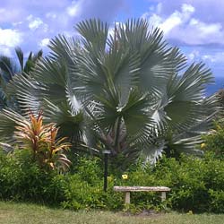 Palm, Bismarck